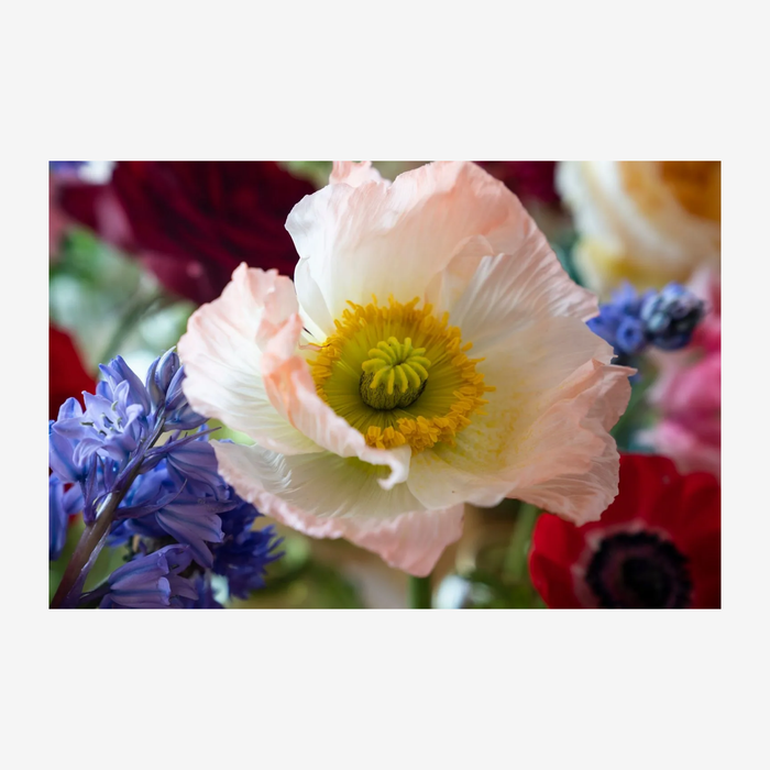 Bláthanna - Irish Spaces in Flower