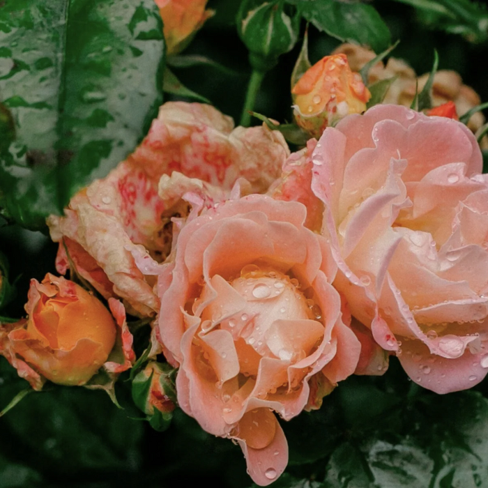 Classic Stoneware Candle — Native Rose