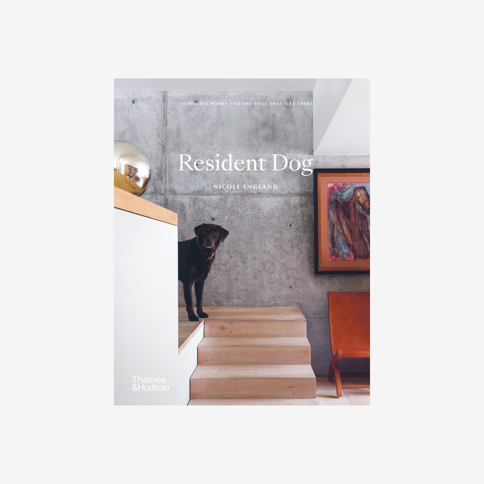 Resident Dog