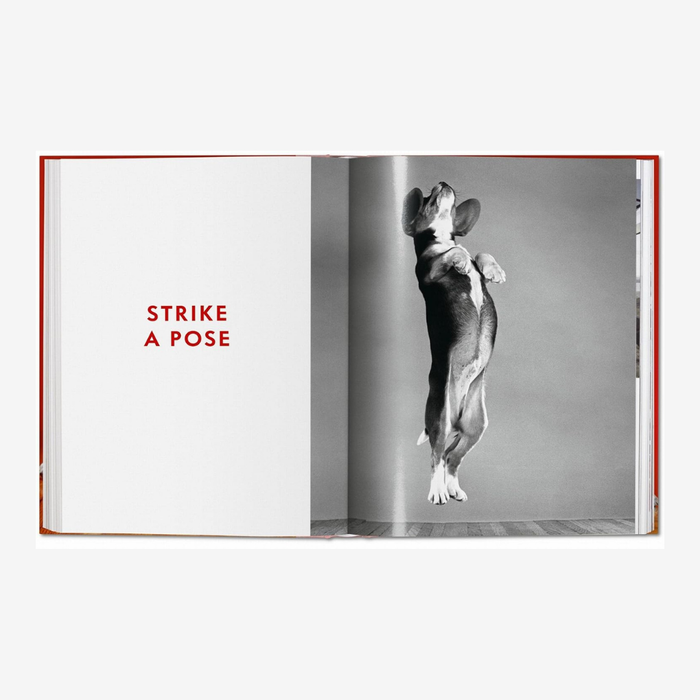 Dogs. Walter Chandoha. Photographs 1941–1991